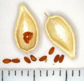   Fruit, seeds:   Camelina sativa ; Photo by K.E. Clancy, USDA APHIS PPQ, imageID.idtools.org
